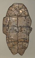 Shang dynasty inscribed tortoise plastron