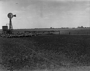 Sheep Near Windmill on a Farm at Virginia(GN07465)