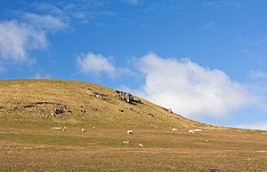 Sheep on Banc Du - geograph.org.uk - 1754023