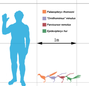 Smallest theropods scale mmartyniuk