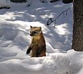 Snowmarten
