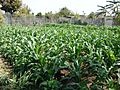 South Central Farm 6
