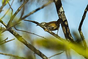 Superciliated Wren - Ecuador S4E9157 (17166675562).jpg