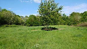 Swallowfield meadow Local nature reserve May 2017.jpg