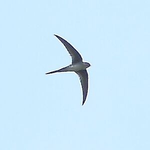 Tachornis squamata - Fork-tailed Palm-Swift.JPG