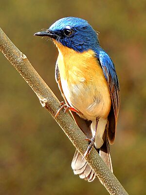 Tickell's blue flycatcher (Cyornis tickelliae) Photograph By Shantanu Kuveskar.jpg
