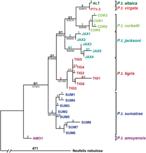 Tiger phylogenetic relationships