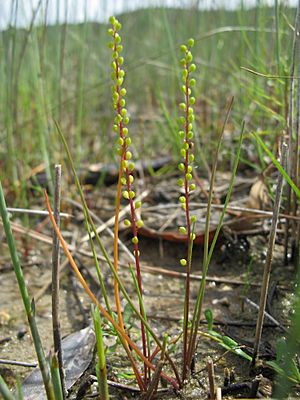 Triglochin striata plant2 - Flickr - Macleay Grass Man.jpg