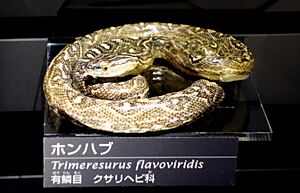 Trimeresurus flavoviridis - National Museum of Nature and Science, Tokyo - DSC06803