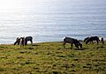 Tule Elk Point Reyes