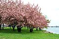 USA-Cherry Blossom0