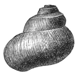 Valvata utahensis shell 4