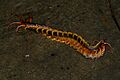 Vietnamese Centipede imported from iNaturalist photo 84659836 on 24 September 2022