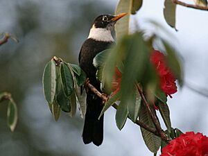 White-collared Blackbird RWD