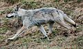Wolf on the move