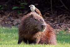 Yellow-headed caracara (Milvago chimachima) on capybara (Hydrochoeris hydrochaeris)