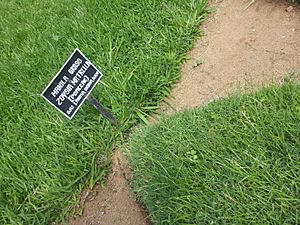 Zoysia matrella at Peradeniya Botanical Garden.jpg