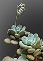 (MHNT) Pachyphytum oviferum - Habitus