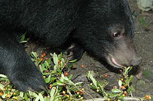 19-Formosan Black Bear