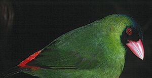 1976.05.02 Pink-billed Parrot-Finch Savura Creek, Fiji 2755