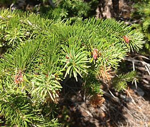 2013-07-14 09 27 54 Douglas fir foliage along Wheeler Peak Scenic Drive in Great Basin National Park, Nevada