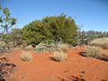 A ligulata habit Sturt NP near Tibooburra NSW
