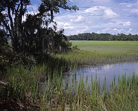 A scenic view of the landscape at the Pinckney national wildlife refuge.jpg