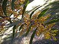 Acacia macradenia foliage and flowers 1