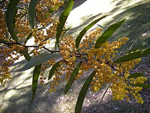 Acacia macradenia foliage and flowers 1.jpg