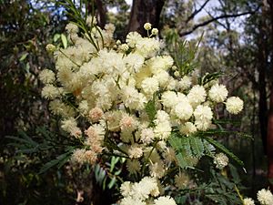 Acacia parramattensis Jannali.jpg