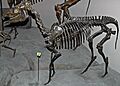 Acritohippus isonesus