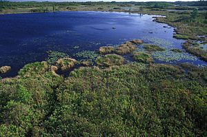 Aerial view of wetlands in Okefenokee