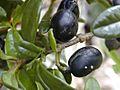 Alyxia oliviformis fruit