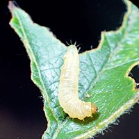 Argyrotaenia velutinana larva