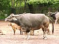 Asiatic water buffalo in zoo tierpark friedrichsfelde berlin germany