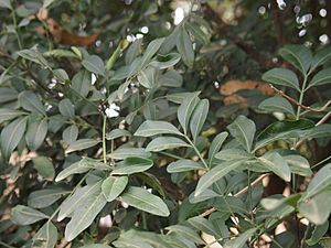 Atalaya salicifolia foliage.jpg