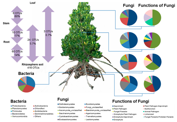 Bacterial and fungal community in a mangrove tree.webp