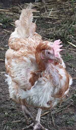 BatteryChicken5DaysOutOfCage
