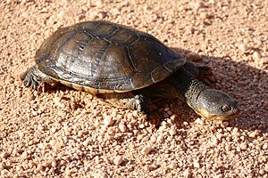 Big-headed Pantanal Swamp Turtle (Acanthochelys macrocephala) on the road - second encounter with this rare species discovered by science as late as 1984 ... (31018867553).jpg