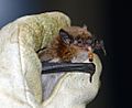 Big brown bat eats a meal worm (7241384196)