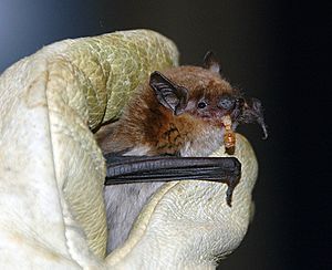 Big brown bat eats a meal worm (7241384196)
