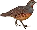 BirdsAsiaJohnGoVIGoul white background