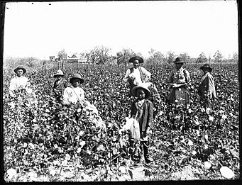Black cotton farming family