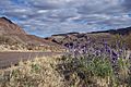 Bluebonnets Big Bend National Park