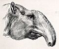 Brachycrus