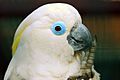 Cacatua ophthalmica -Vogelpark Walsrode -upper body-8a