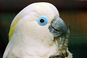 Cacatua ophthalmica -Vogelpark Walsrode -upper body-8a