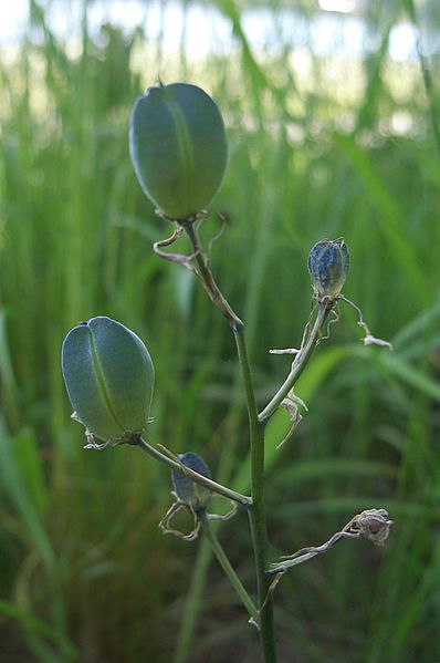Camassia quamash fruits