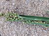 Carex garberi iNat-19571898