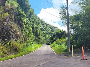 Puerto Rico Highway 157 between Collores and Damián Abajo barrios